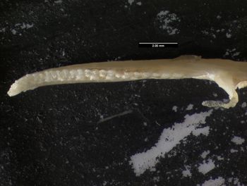 Media type: image;   Herpetology R-119716